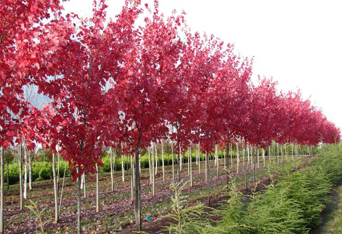 Produzione di Acer rubrum