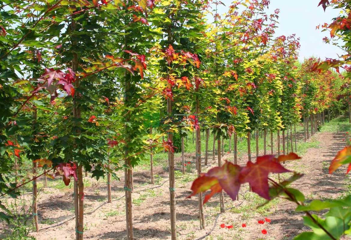 Acer cappadocicum rubrum