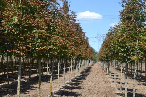Acer campestre red shine