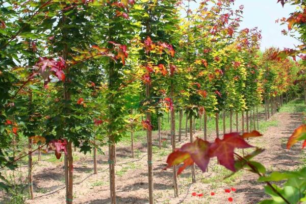 Acer cappadocicum rubrum