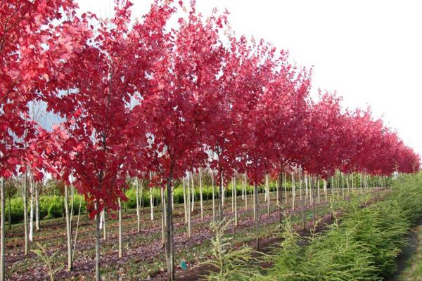 Produzione di Acer rubrum